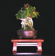 Trident Maple over rock